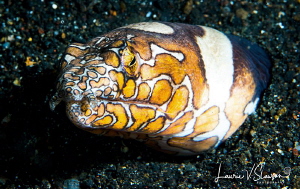 Napoleon Snake Eel/Photographed with a Canon 100 mm macro... by Laurie Slawson 